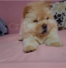 Hrav� �t���tka Chow Chow.