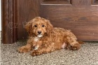 Chytr� �t��ata Cavapoo.