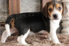 Nejlep�� rodokmen �t��ata Beagle.