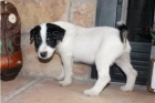 �t��ata Jack Russel teri�ra.