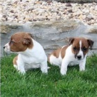 Jack Russell Terrier �t��ata.