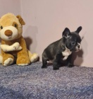 Francouzsk� buldo�ek �t�n�