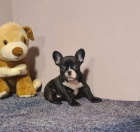 Francouzsk� buldo�ek �t�n�