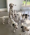 Reg Dalmatian �t��ata.