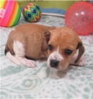 2 �istokrevn� �t��ata b�gl�.