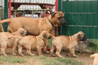 2 �istokrevn� �t��ata Bullmastiff.