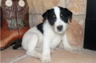 Kr�sn� �t��ata Jack Russell teri�ra.