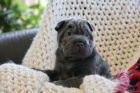 Rodokmen �t��ata Shar Pei.