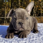 N�dhern� �t��ata francouzsk�ho buldo�ka