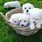 AKC mini malt�zsk� �t��ata