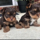 �t�n� jork��rsk�ho teri�ra, aby v�s vid�lo