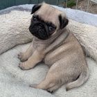 �t��ata mops� k adopci