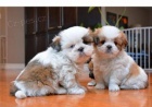 Shih Tzu �t��ata.,