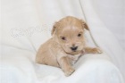 Ohromuj�c� �t��ata Maltipoo.