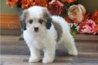Kr�sn� �t���tka Cavachon.