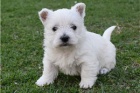 �t��ata West Highland White Terrier.
