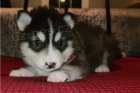 Roztomil� �t��ata Alaskan Malamute.