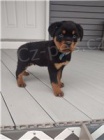 Kvalitn� �t��ata rottweiler�.