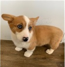 Welsh Corgi Cardigan �t��ata.