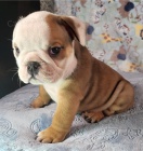 �t��ata anglick�ch buldo�k�