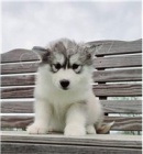 ڞasn� �t��ata sibi�sk�ho husky.