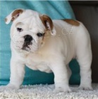 �t��ata anglick�ho buldoka.