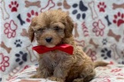 �ist� �t��ata Cavapoo.