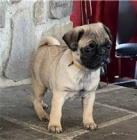 Sladk� roztomil� mops �t��ata.