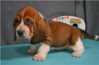 �t��ata sweet basset Hound.