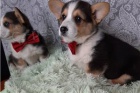K dispozici �t���tka Corgi.
