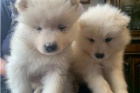 ڞasn� Samoyed �t��ata.