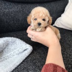 �t��ata trpasli��ho pudl�ka a feny k adopci