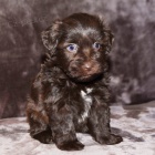 o�kovan� a zdrav� �t��ata mal�ho kn�ra�e k adopci.