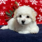 Kr�sn� a zdrav� �t���tka MALTIPOO k adopci