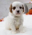 Zdrav� �t���tka fenka a same�ek Cavapoo k adopci.