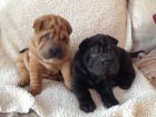 Kr�sn� a zdrav� �t���tka shar-pei k ADOPCI.