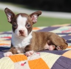 o�kovan� �t��ata bostonsk�ho teri�ra k adopci