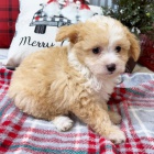 Kr�sn� a rozko�n� �t���tka Aussiedoodle (plemena australsk�ho ov��ka a pudla) k adopci