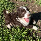 �t��ata Aussiedoodle (plemena australsk�ho ov��ka a pudla) k adopci