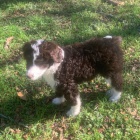 �t��ata Aussiedoodle (plemena australsk�ho ov��ka a pudla) k adopci