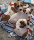 zdrav� �t��ata jack russell teri�ra k adopci.
