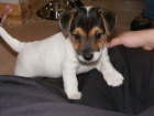 zdrav� �t��ata jack russell teri�ra k adopci.