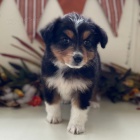 Rozko�n� �t��ata australsk�ho ov��ka k adopci