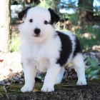 Kr�sn� a zdrav� �t��ata australsk�ho ov��ka k adopci