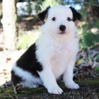 Kr�sn� a zdrav� �t��ata australsk�ho ov��ka k adopci