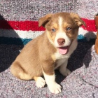 zdrav� a o�kovan� �t��ata Border kolie k adopci