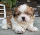 o�kovan� a zdrav� �t��ata SHIH TZU k adopci