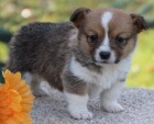 kr�sn� a and�lsk� �t���tka Pembroke Welsh Corgi k adopci.
