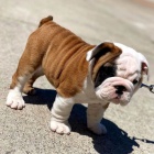 Kr�sn� a and�lsk� �t���tka anglick�ho buldo�ka k adopci