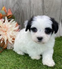 rozko�n� a zdrav� samec a fenka havanese �t��ata k adopci.
